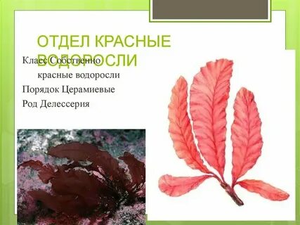 Строение красных водорослей кратко