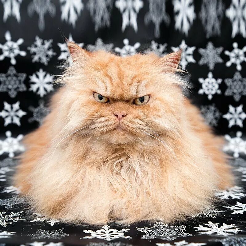 Рыжий котик мем