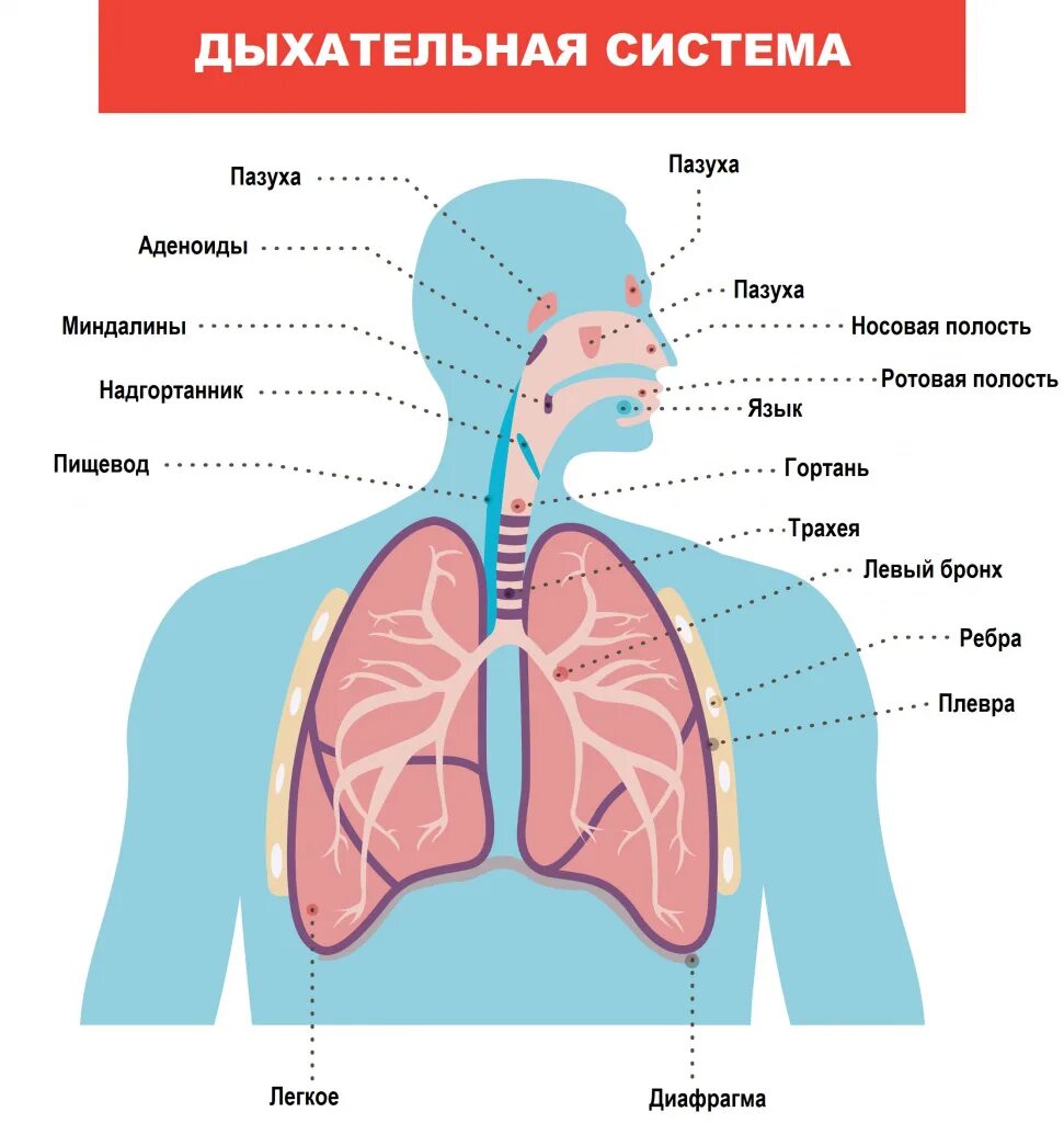 Боль в легких при глубоком. Дыхательная система. Дыхательная система картинки. Органы дыхания рисунок. Дыхательная система легкие.