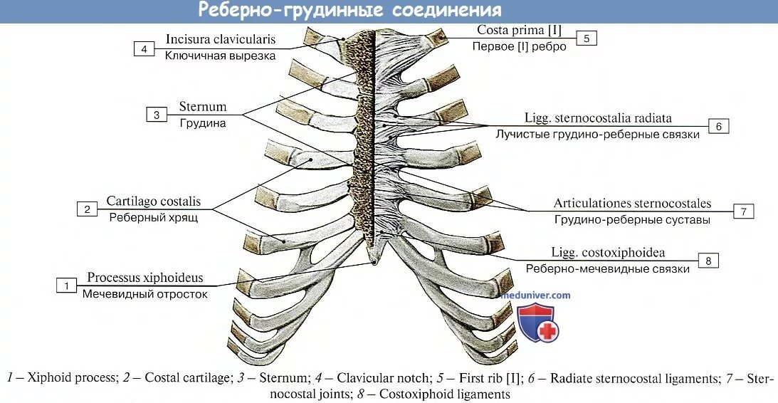 В области второе между ними. Соединение ребер с позвонками и грудиной. Соединение ребра с грудным позвонком. Грудино реберный сустав. Связки грудино реберного сустава.