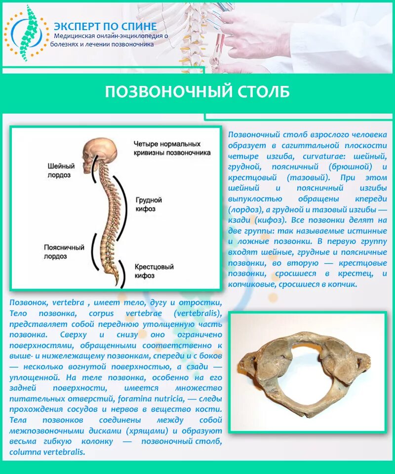 Какие отделы позвоночника срослись. Позвоночник человека. Копчик сросшиеся позвонки. Грудной и крестцовый кифоз. Крестцовый кифоз и копчик.