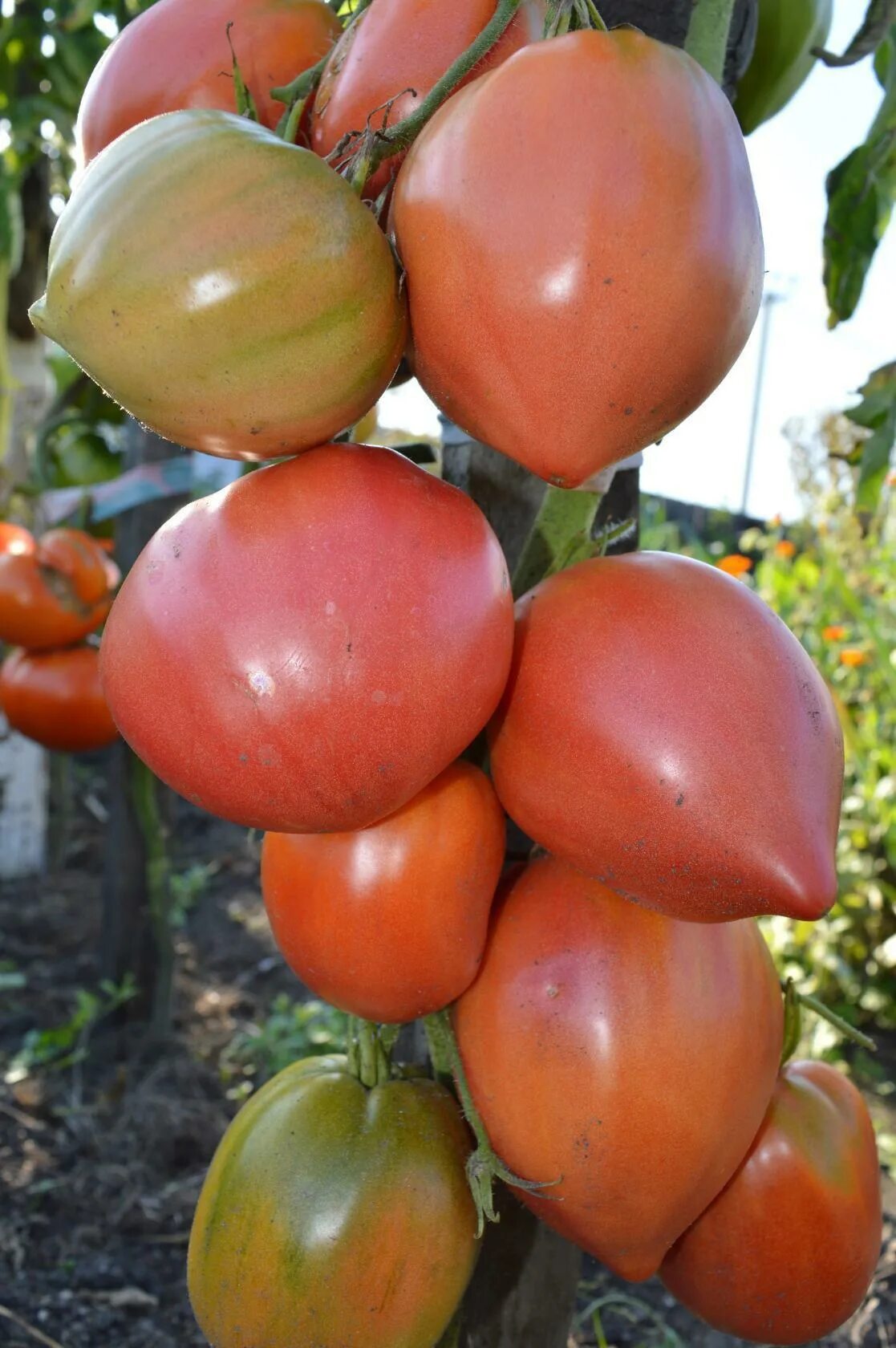 минусинский с носиком томат отзывы. минусинские томаты семена. томат тарас бульба. минусинский с носиком томат отзывы. томаты минусинские итальянские с носиком.