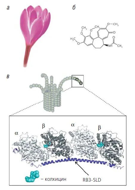 Колхицин и микротрубочки. Колхицин механизм действия. Колхицин механизм. Колхицин механизм действия на клетку.