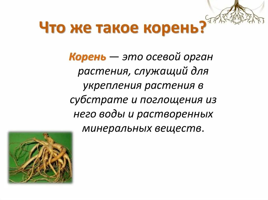 Написать значение корня. Корень. Корень это биология. Корни растений. Корень растения это определение.