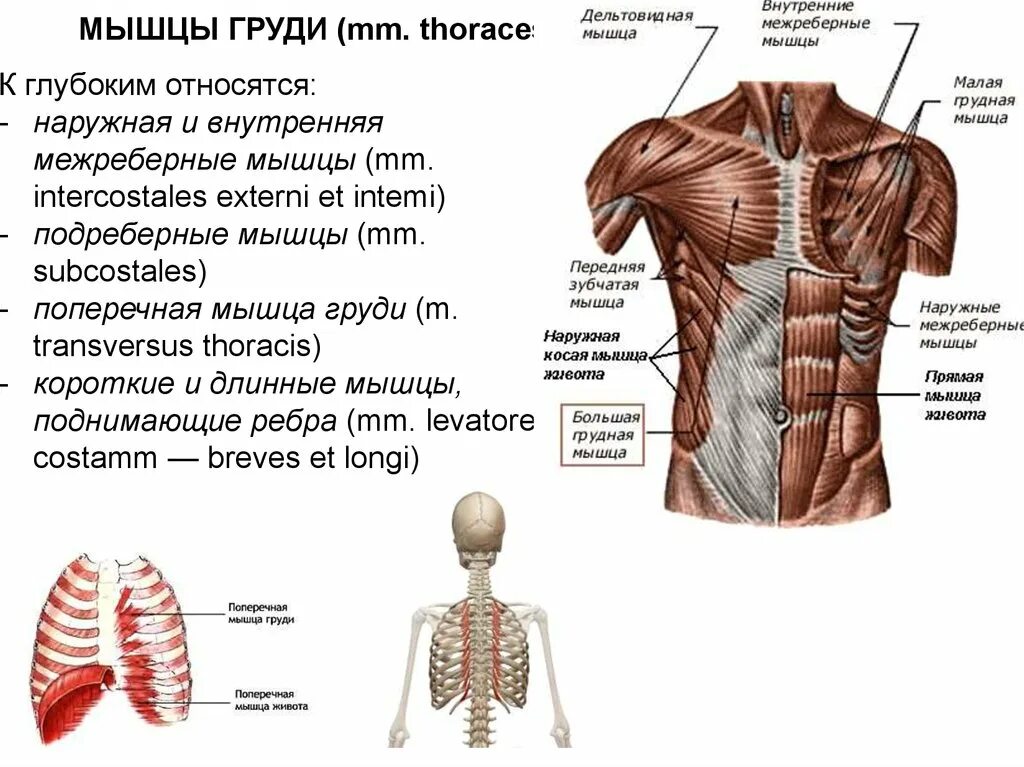 Мышечная система диафрагма. Глубокие мышцы груди и живота вид сбоку. Межреберные мышцы спины анатомия. Наружные межреберные мышцы mm. Intercostales externi. Группы мышц грудной клетки.