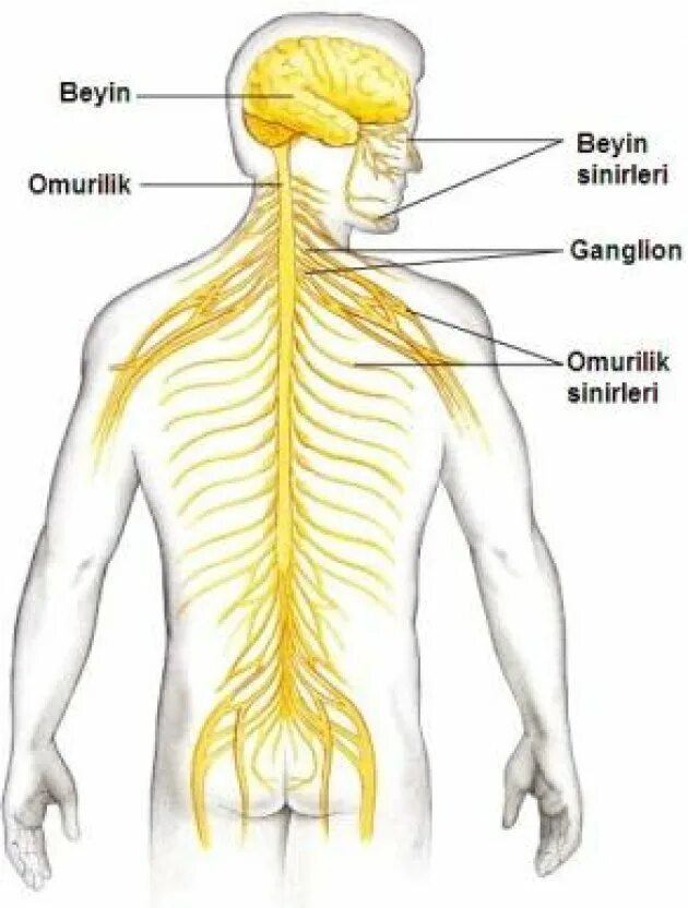 Ребенку 7 лет нервная система. Нервная система. nervous system. центральная нервная система. центральная нервная система латынь.
