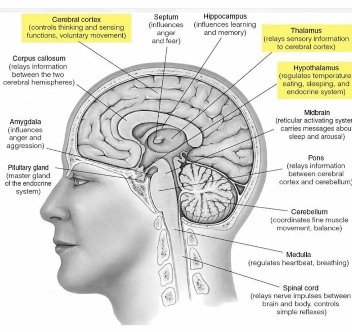 Анатомия головного мозга человека. Топ анатомия головной мозг. Мозг снизу анатомия. Head of function