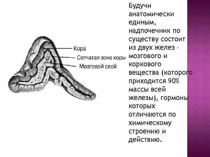 Мозговое вещество надпочечников. Надпочечники анатомия и физиология. Строение надпочечников чёрно белая схема. Надпочечники чб схема.