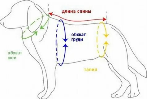 Выкройка мерки для собак