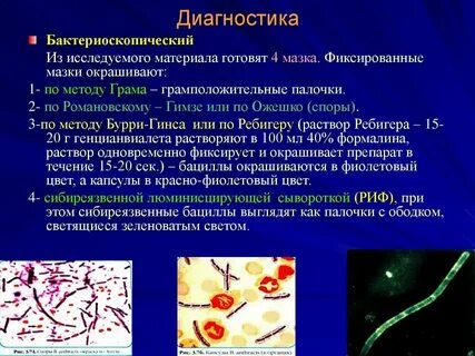 Пцр на микобактерии туберкулеза