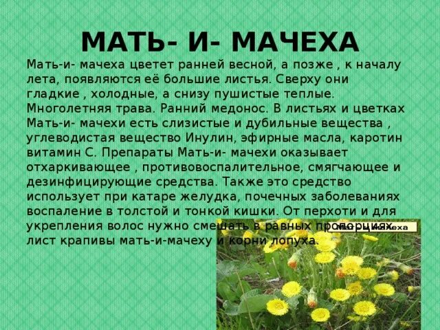 Рассказ мачеха читать. Зелёные страницы 2 класс окружающий мир растения мать и мачеха. Книга зеленые страницы мать и мачеха. Мать и мачеха растение зеленые страницы. Книга зеленые страницы рассказ про мать и мачеху.