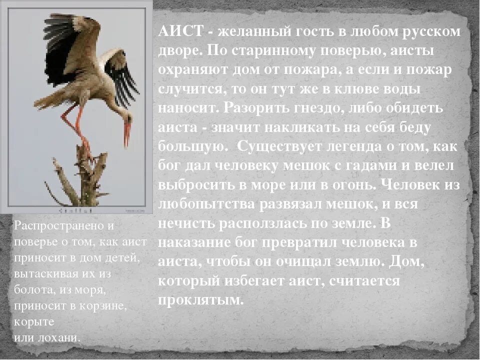 Легенды про аистов. Аист у многих народов считается птицей приносящей счастье. Легенда об аисте для детей. Образ птицы в русском фольклоре. План текста аист у многих народов считается