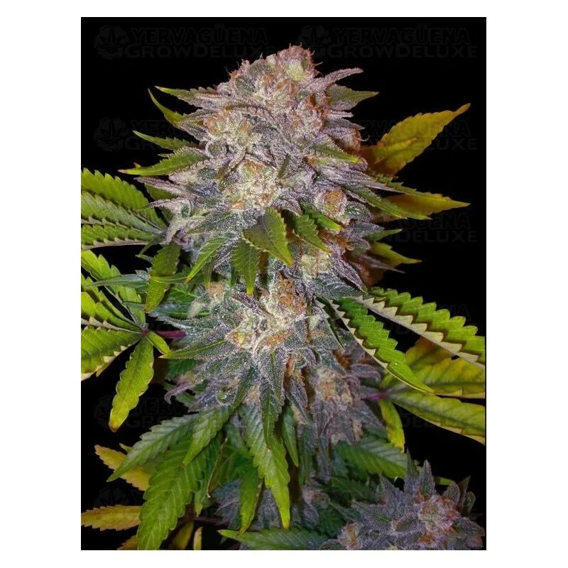 White dwarf auto fem. Caramelo early version. Caramelo early version fem (delicious seeds). Caramelo early version. Sugar black rose сорт.