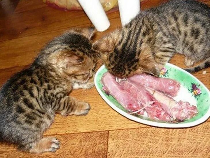 Можно котам давать сырое мясо