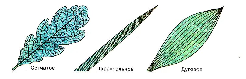 Жилкование сетчатое дуговое параллельное. Жилкование листьев сетчатое параллельное дуговое. Жилкование листьев кукурузы. Сетчатое жилкование листа. Жилкование листа сетчатое параллельное дуговое.