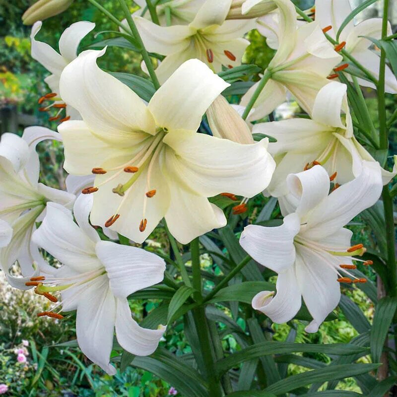 Перл уайт. Лилия перл уайт. лилия pearl white. лилия пёрл уайт lilium pearl white. лилия pearl white азиатский гибрид тетраплоид.