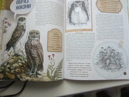 Книга филинов