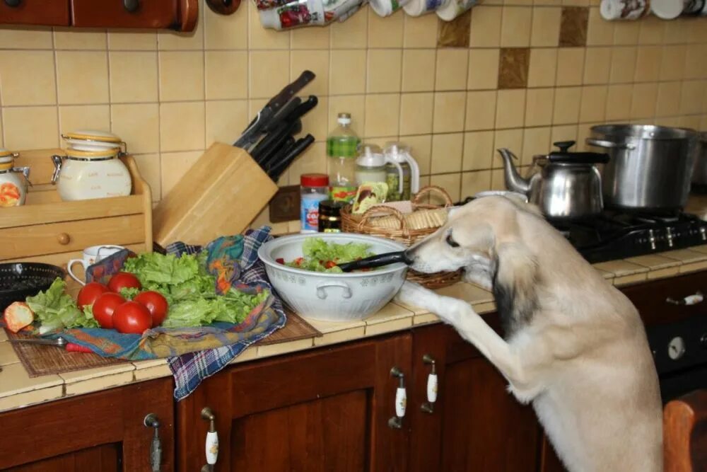 У собак есть дети. Собака на кухне. Животные на кухне. Собака готовит. Смешные животные на кухне.