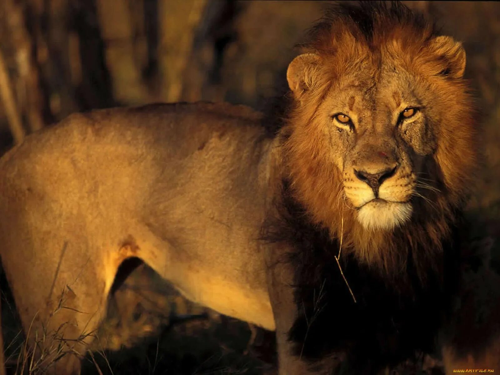 Дикие животные. Дикие звери. Львы в дикой природе. Африканский Лев.