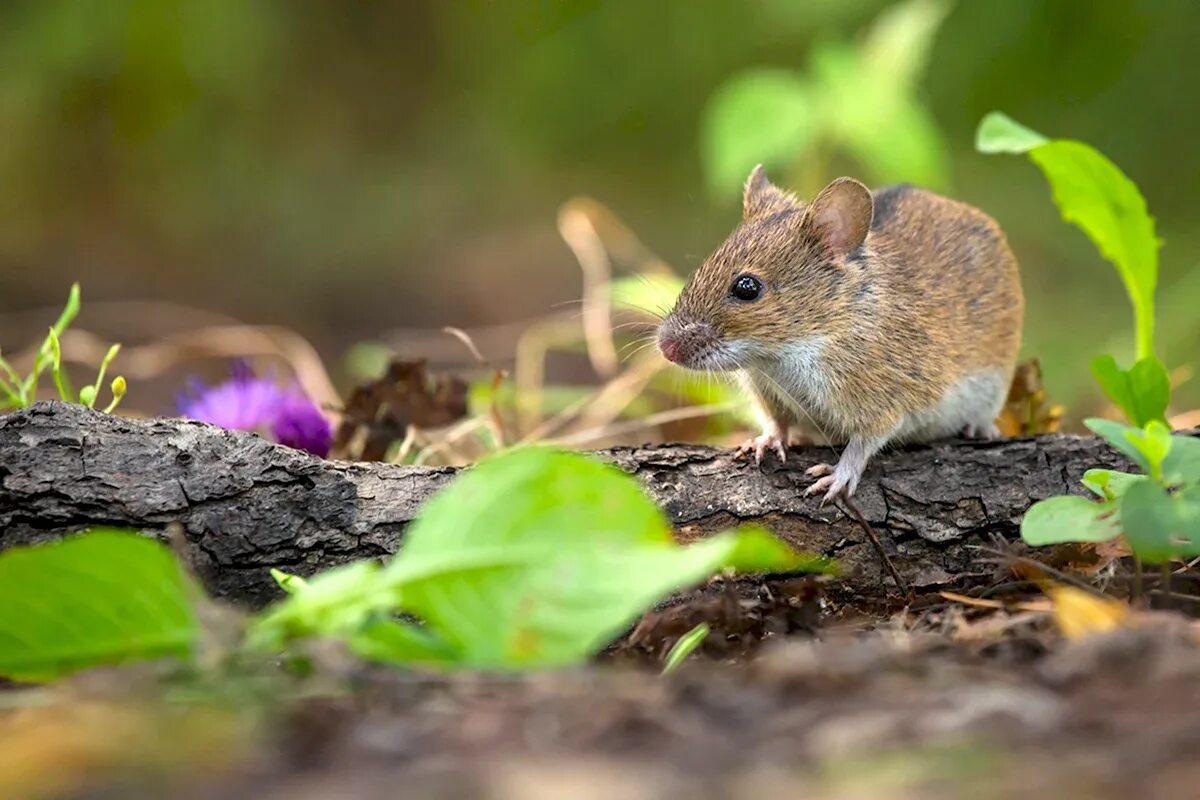 Лесные мыши хищники. Лесная мышь. Малая лесная мышь sylvaemus uralensis. Мышь полевка. Полевая мышь apodemus agrarius.