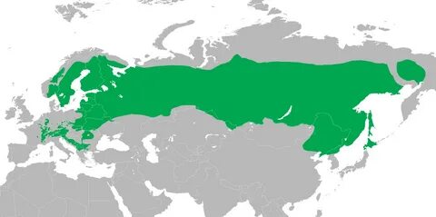 Хвойные леса распространение