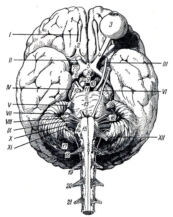 Поверхность головного мозга имеет. Анатомия ствола головного мозга привес. Нижняя поверхность головного мозга. Головной мозг вид сверху анатомия.