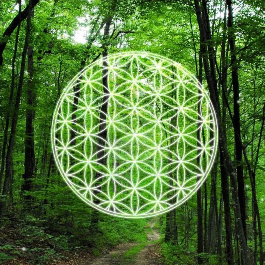 Лотос цветок жизни сакральная геометрия. Где находится цветок жизни. Памятник цветок жизни ленинград. Где находится цветок жизни. Мандала цветок жизни.