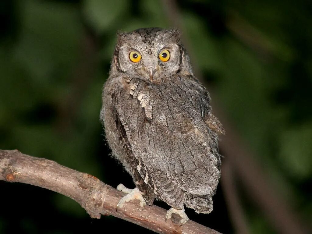 Северная карликовая сова. Сова сплюшка. Сплюшка (Otus SCOPS). Сова сплюшка птица. Филин сплюшка.