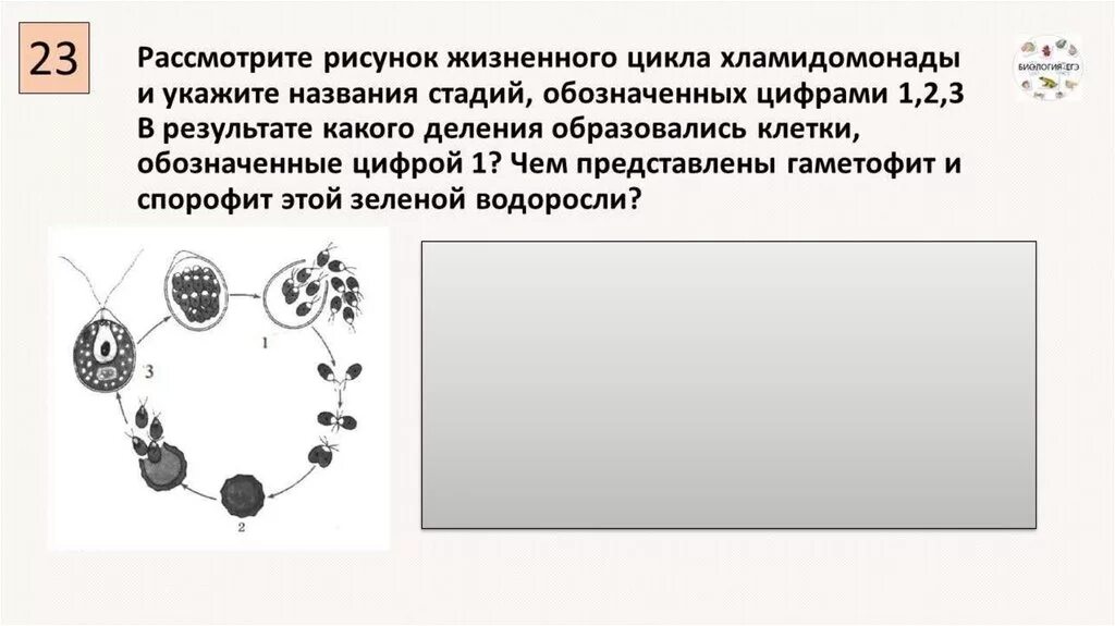 Размножение водорослей ЕГЭ биология. Размножение водорослей ЕГЭ. Жизненный цикл водорослей ЕГЭ. Размножение водорослей задание. Огэ биология номер 3