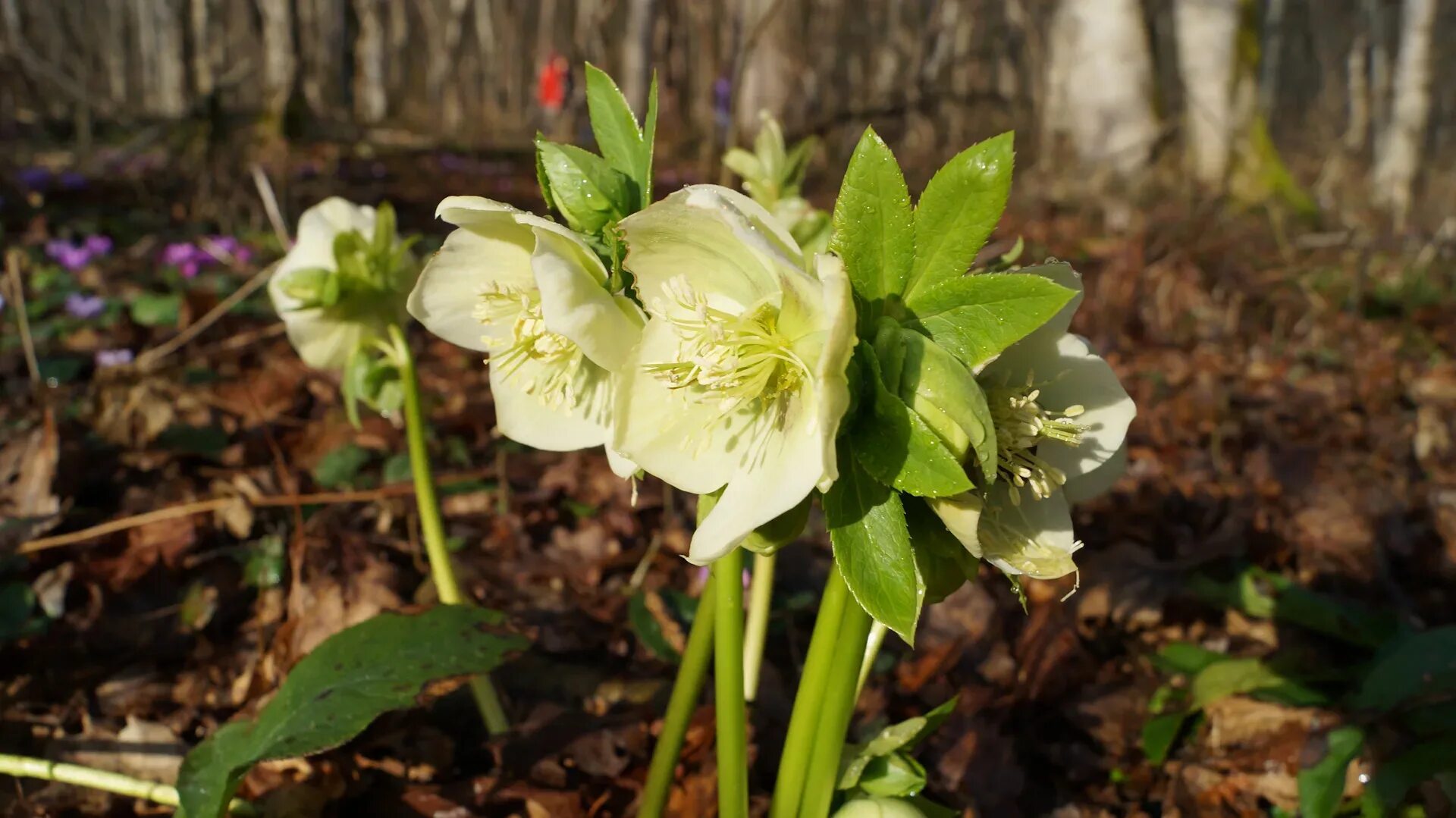 Морозник. Морозник (helleborus) кавказский. Морозник (геллеборус, helleborus). Helleborus argutifolius морозник. Морозник цветы лесной.