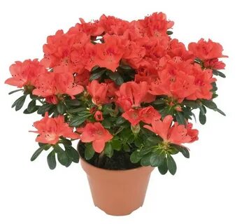 Рододендрон фото комнатный