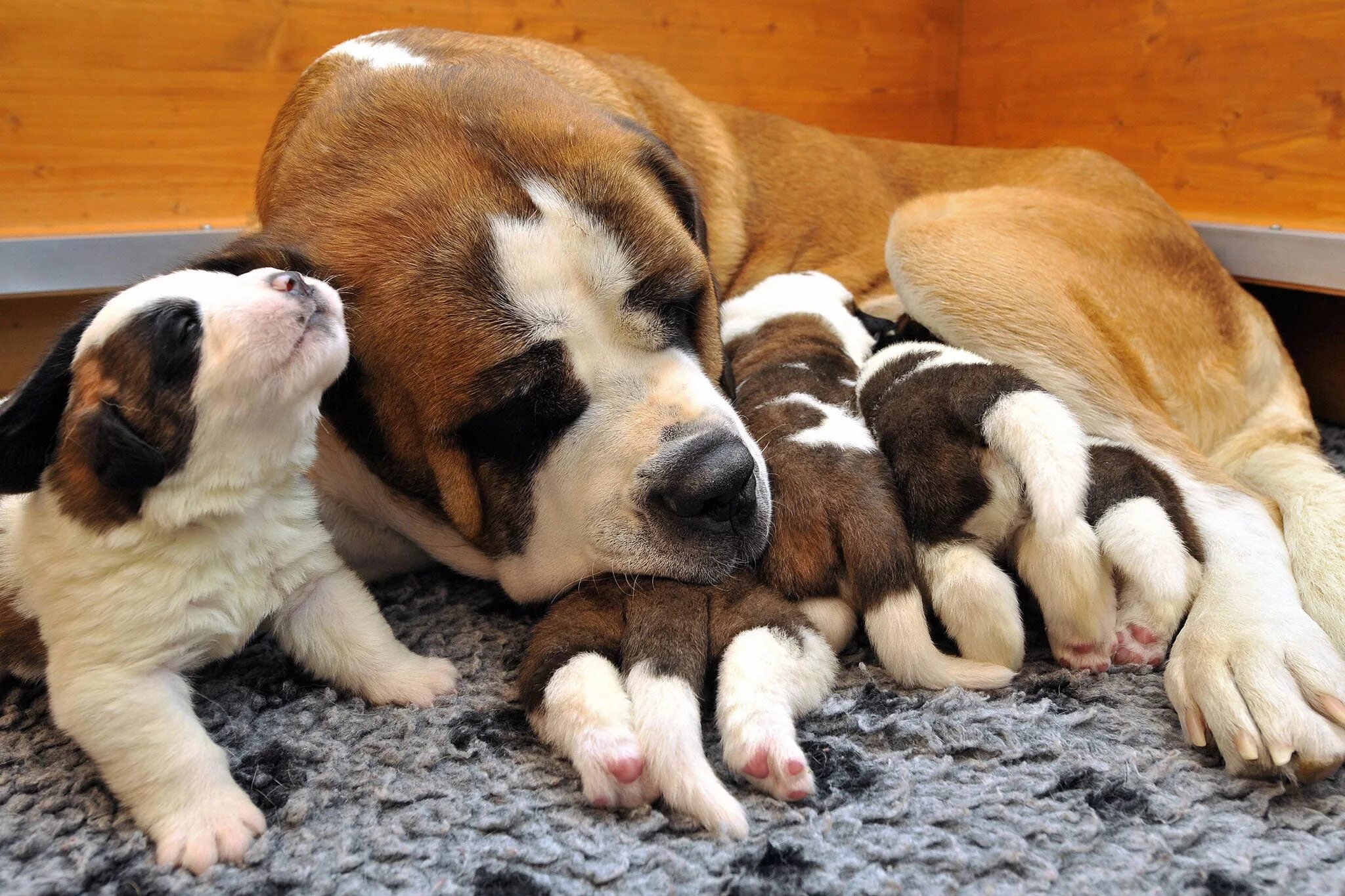 Мама собака и щенок. Щенки. Щенки и собаки. Собака кушает. Забота о потомстве домашних животных.