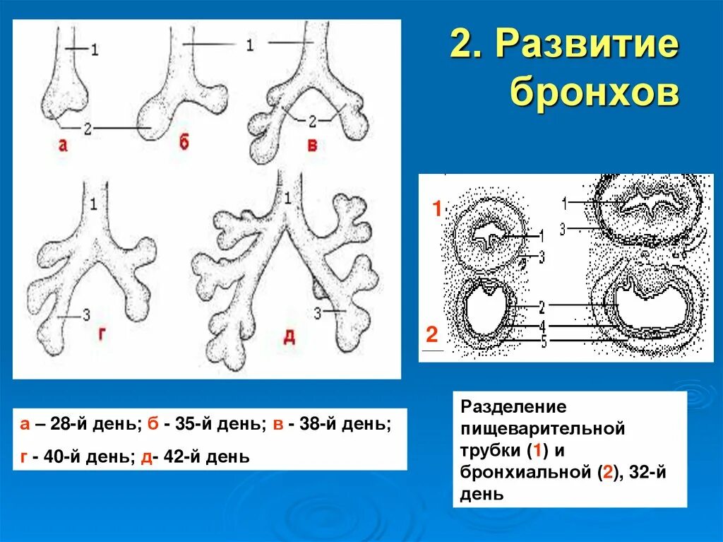 Стадии развития легких. Развитие бронхов. Эмбриональное развитие бронхов. Эмбриогенез развития бронхов. Стадии развития бронхов.