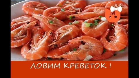 Ловит креветок 3.3 5
