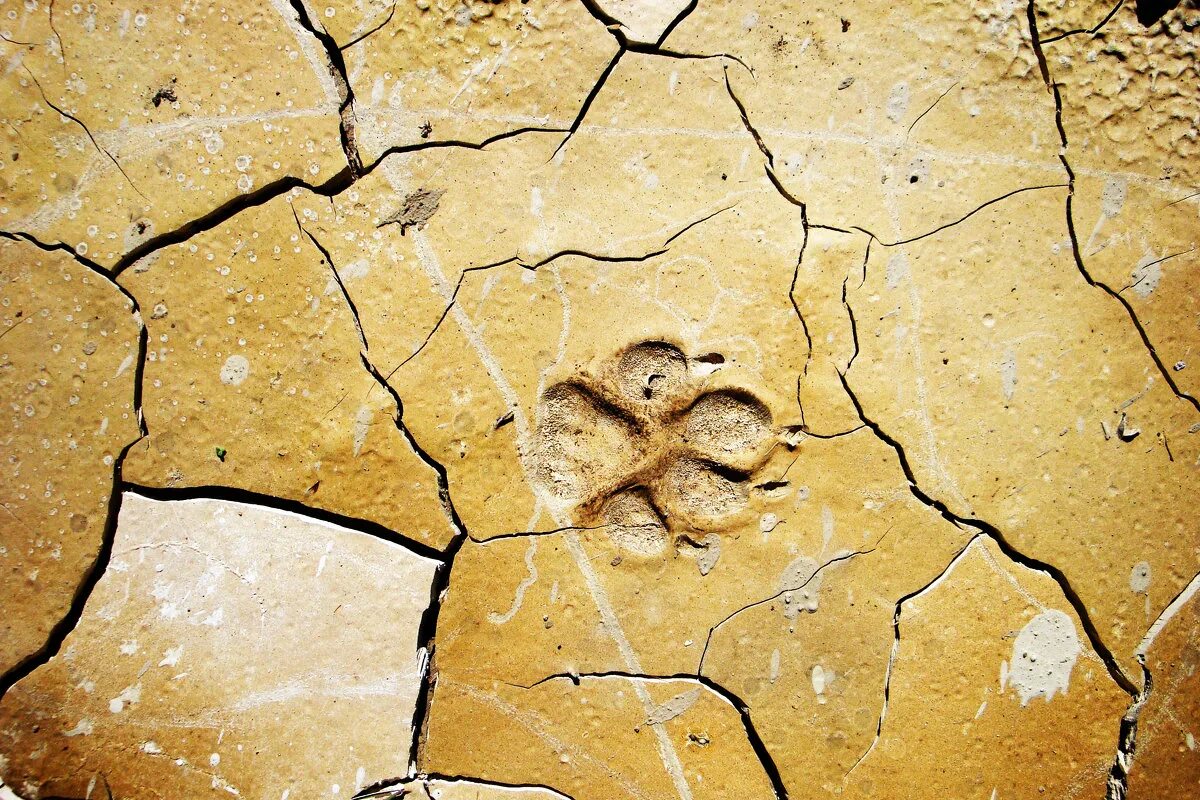 Следы в прошлое сериал 2018. Следы в прошлое. Следы в прошлое содержание. Отпечаток жизни. Человек оставляет следы.