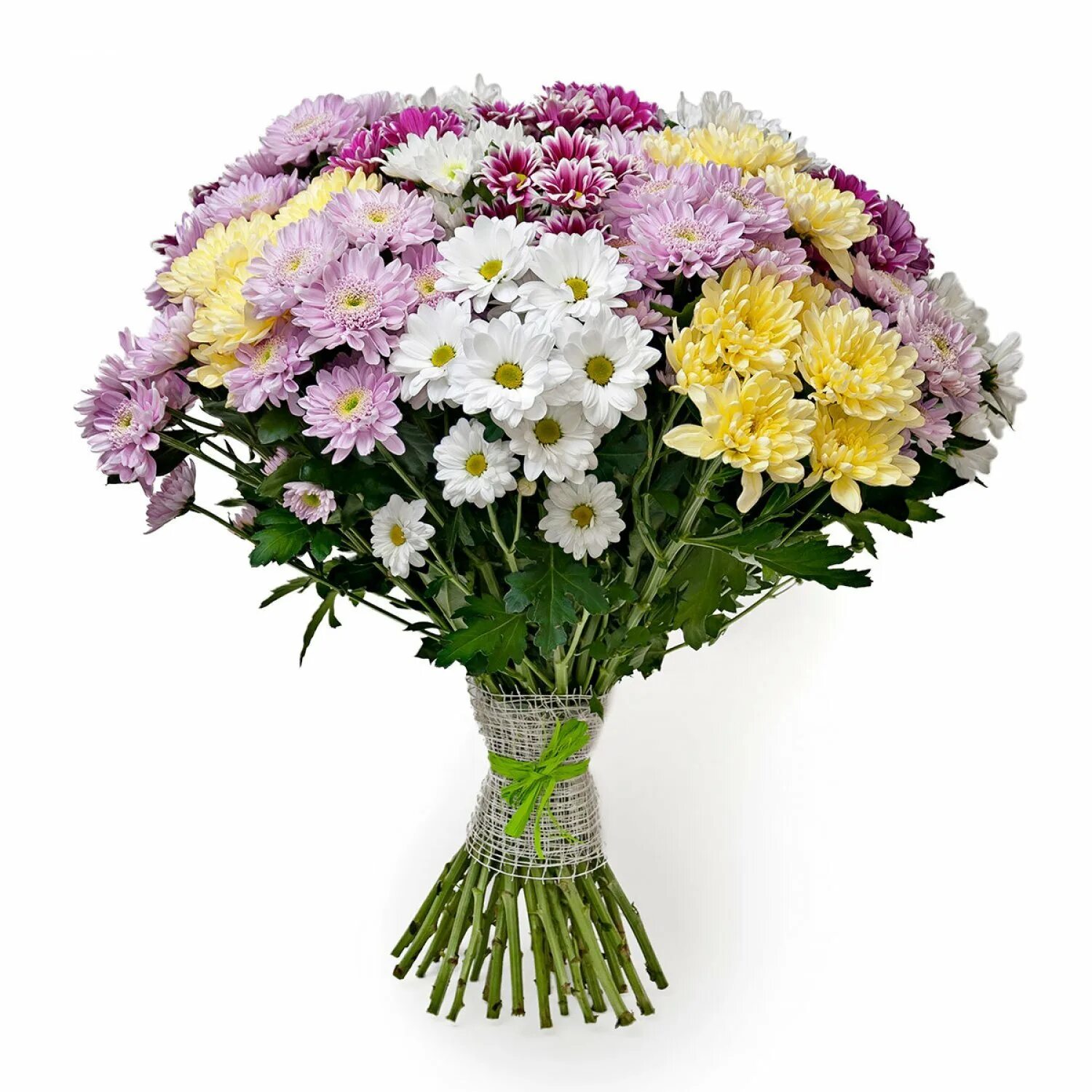 Срезанные цветы хризантем в вазе. Хризантема одноголовая анастасия желтая. 25 кустовых хризантем микс. Букет хризантем в крафте. Букет сантини микс.