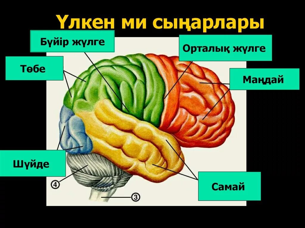 Миды? ??рылысы мен ?ызметі презентация. Ми деген не. Ми деген не. Ми ??рылымы. Ми б?лімдері презентация.