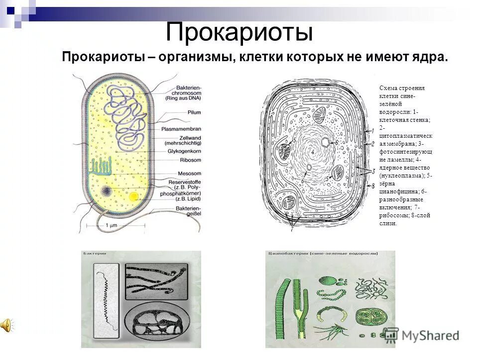 Какие организмы не имеют клеток