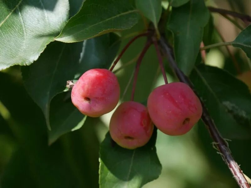 Яблоня malus royalty. Malus neville copeman яблоня. Malus evereste яблоня. Яблоня malus rudolph. Яблоня энтерпрайз.