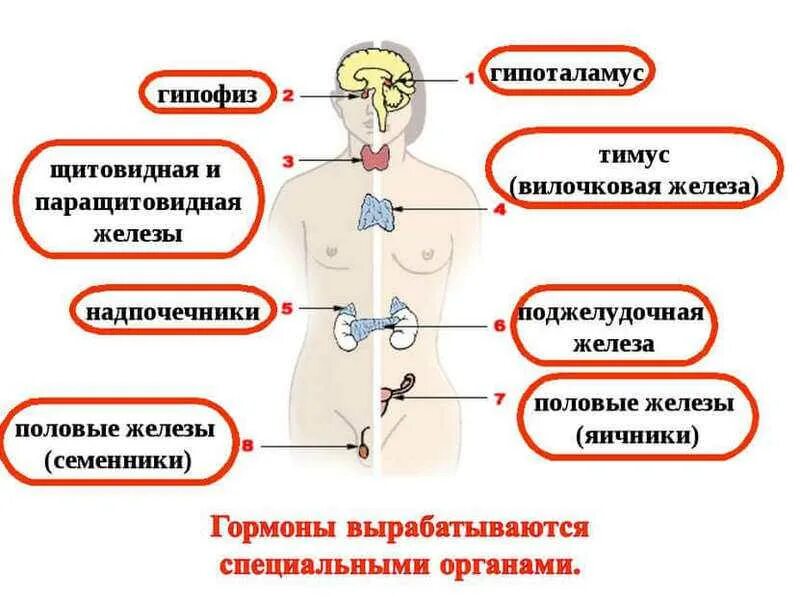 Эндокринная система человека гормоны. Эндокринная система человека выработка гормонов. Какими органами вырабатываются гормоны в организме человека. Железы внутренней секреции функции в организме человека. Органы человека вырабатывающие гормоны в организме.