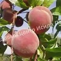 1 ый сорт. 1 ый сорт