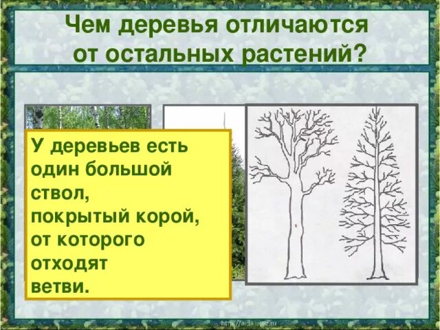 Отличие дерева от кустарника. Отличать деревья от кустарников. Кустарники отличаются от деревьев. Отличие кустарника от дерева для детей.