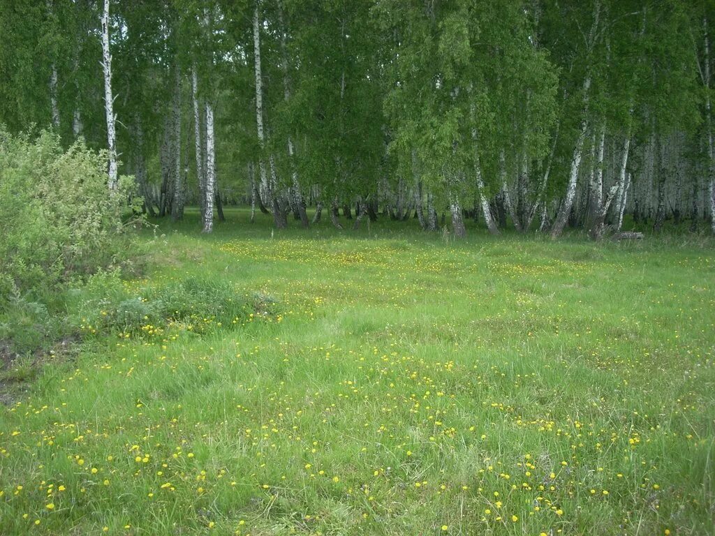 Купить участок 16. Земельный участок с лесом. Земельные участки возле леса. Участок рядом с лесом. Участок около леса.