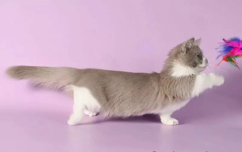 Как называется кот с короткими лапами. Манчкин кот. коротколапый манчкин. коты породы манчкин. котята породы манчкин.