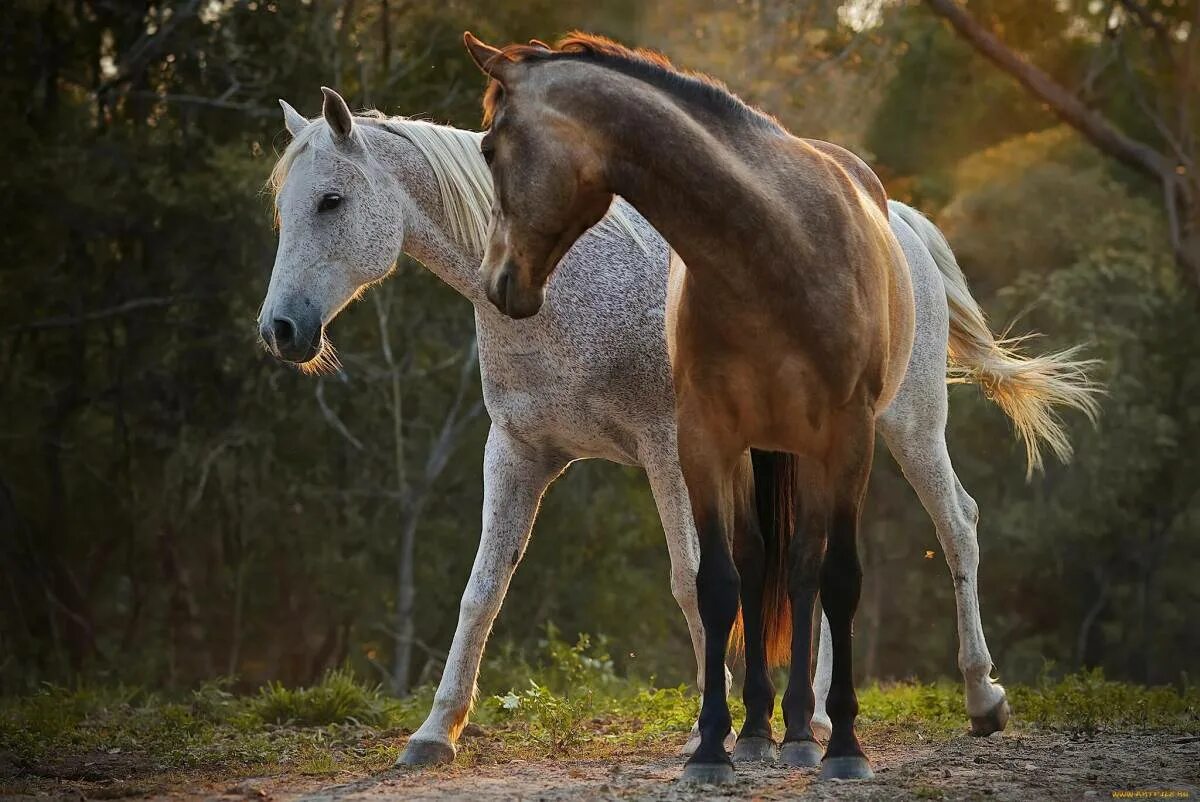 Horse pictures