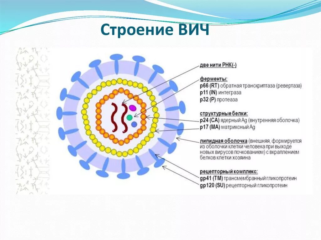 Строение вич. Строение вириона ВИЧ инфекции. ВИЧ инфекция структура вириона. Строение вириона ВИЧ 1. Строение вируса ВИЧ.