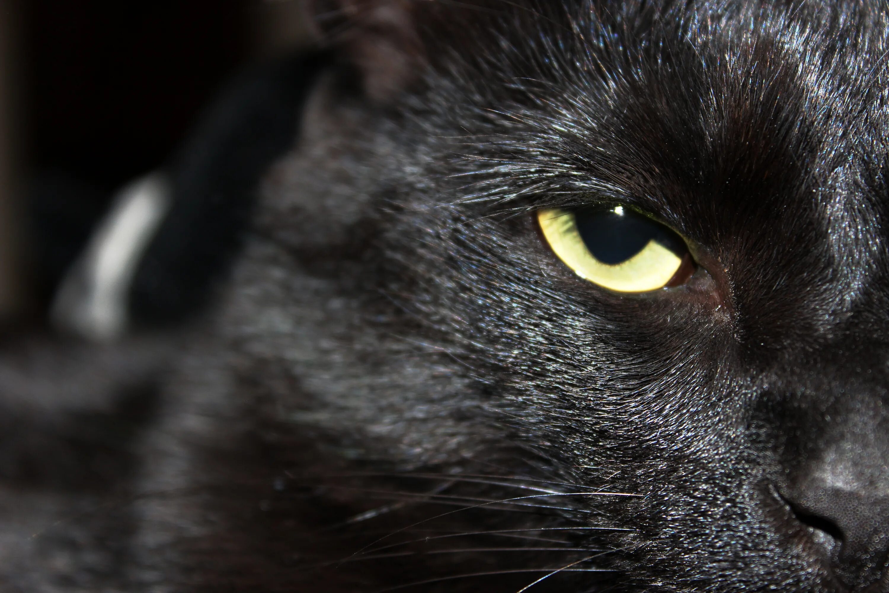 Черные глаза приметы. Черные коты. Морда черного кота. Кошечка черная. Мордочка черной кошки.