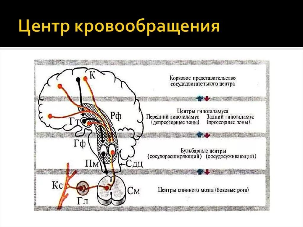 Сосудодвигательный центр в мозге. Регуляция кровообращения. Физиология кровообращения. Центр кровообращения. Отделы системы кровообращения.