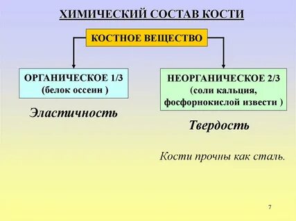 Химический состав костей биология
