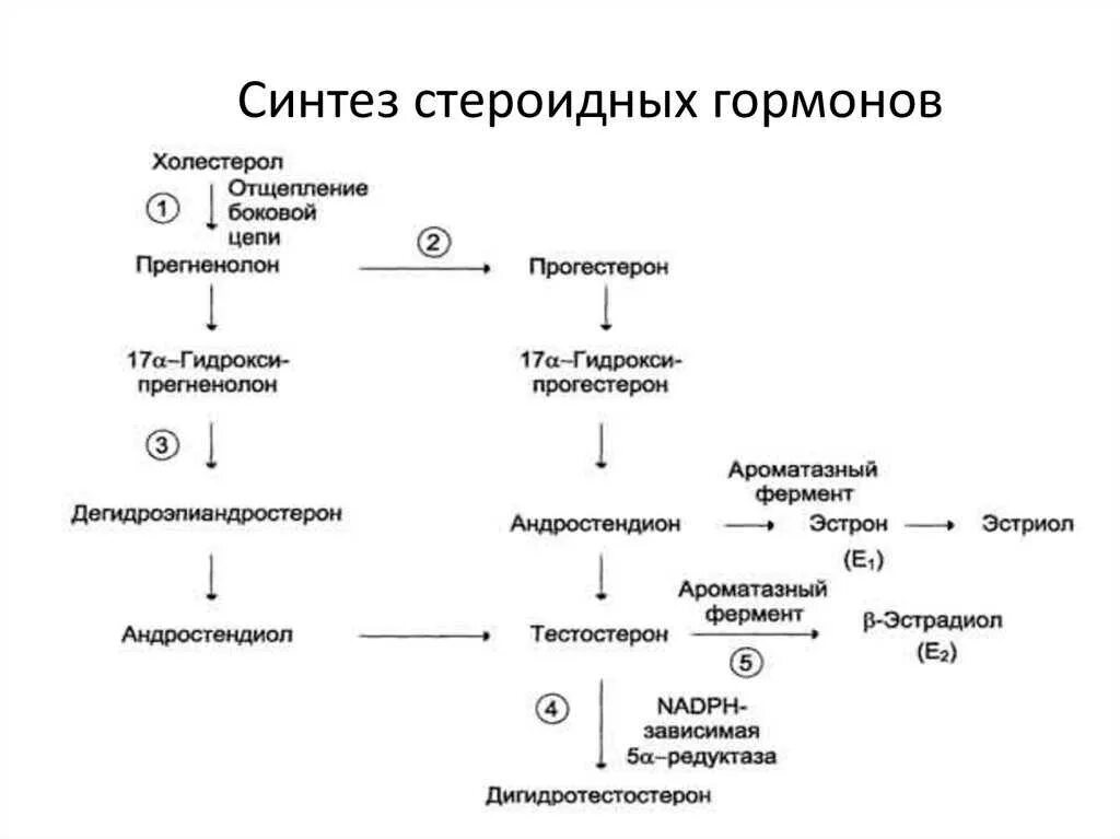 Биосинтез половых гормонов схема. Общая схема синтеза стероидных гормонов. Схема синтеза стероидных гормонов. Синтез тестостерона схема.